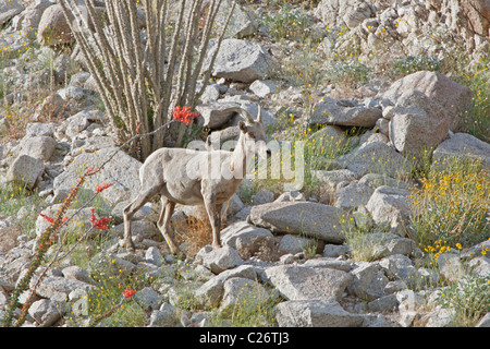 Gefährdet Halbinsel Dickhornschafe im Anza Borrego State Park in Kalifornien Stockfoto