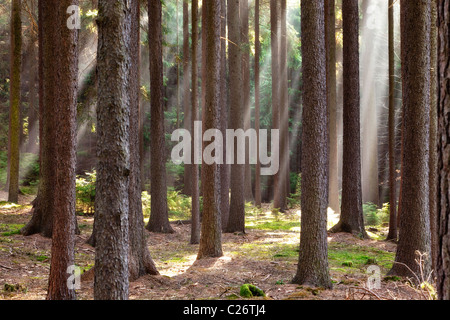 Wald-Szene mit Sonnenstrahlen durchscheinen Zweige Stockfoto