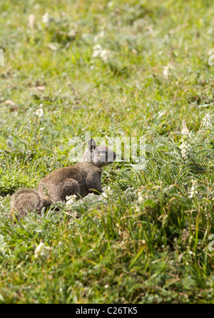 Kalifornien Erdhörnchen (Otospermophilus beecheyi) auf grasigen Hang-Kalifornien USA Stockfoto