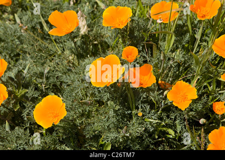 Ein Feld von California Poppies - Point Buchon State Marine Reserve und Marine Conservation Area - Kalifornien Vereinigte Staaten Stockfoto