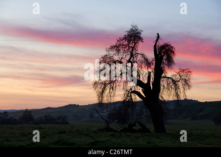 Küste Live-Eiche (Quercus Agrifolia) im Freiland, Gegenlicht, Sonnenuntergang - Kalifornien USA Stockfoto