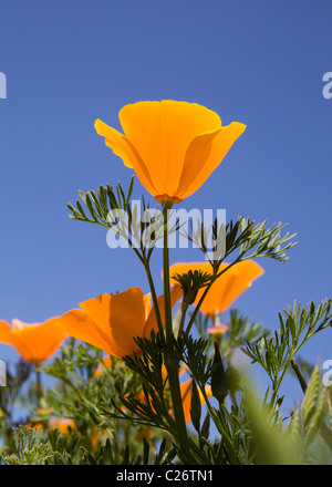 Ein Feld von California Poppies - Point Buchon State Marine Reserve und Marine Conservation Area - Kalifornien Vereinigte Staaten Stockfoto