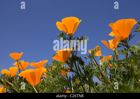 Ein Feld von California Poppies - Point Buchon State Marine Reserve und Marine Conservation Area - Kalifornien Vereinigte Staaten Stockfoto