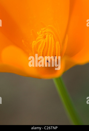 Ein Feld von California Poppies - Point Buchon State Marine Reserve und Marine Conservation Area - Kalifornien Vereinigte Staaten Stockfoto