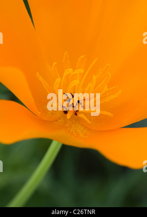 Ein Feld von California Poppies - Point Buchon State Marine Reserve und Marine Conservation Area - Kalifornien Vereinigte Staaten Stockfoto