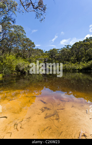 Ingar See, ein beliebtes Schwimmen Loch für obere Blue Mountains Jugendliche, Stockfoto