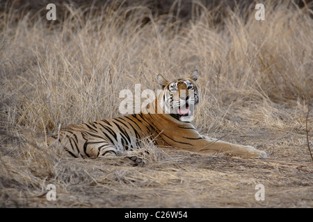 Die Königin Tigerin benannt Machali posiert in Ranthambore Tiger Reserve, Rajasthan, Indien. (Panthera Tigris) Stockfoto