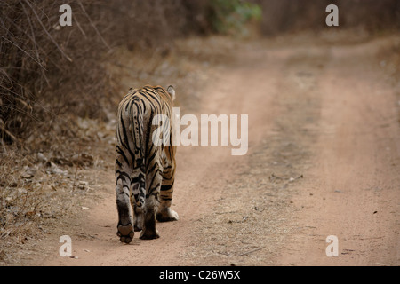 Ein Männchen verfolgen Bengal Tiger auf den Dschungel in Ranthambore Tiger Reserve, Rajasthan, Indien. (Panthera Tigris) Stockfoto