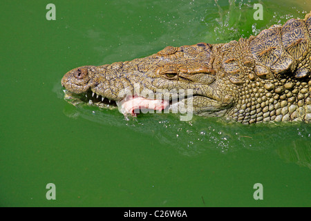 Nilkrokodil Huhn im le bonheur Krokodilfarm in der Nähe von Stellenbosch, Südafrika gefüttert zu werden. (Crocodylus niloticus). Stockfoto