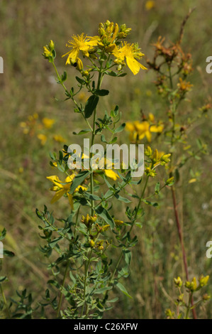 Perforieren Sie St-Johanniskraut, Hypericum perforatum Stockfoto