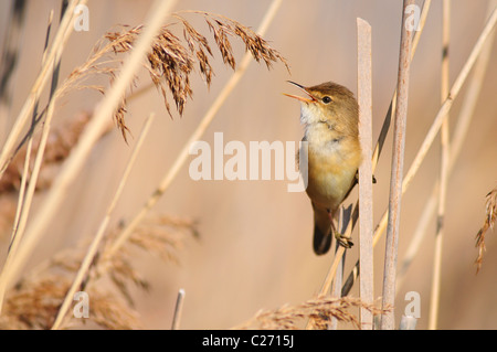 Ein Reed Warbler singen im Schilf UK Stockfoto