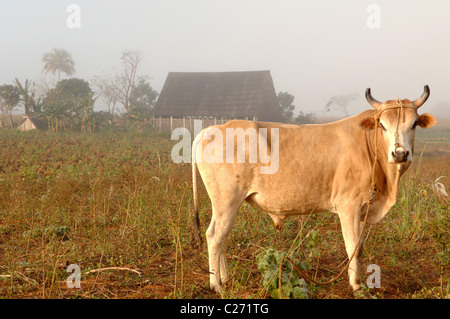 Ansichten und Straßenszenen von Vinales und Vinales Tal-Kuba Stockfoto