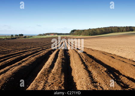 Ein frisch gepflügten Feld nahe der Küste im "North Norfolk" UK für die Bepflanzung Karotten zweifellos bereit. Stockfoto