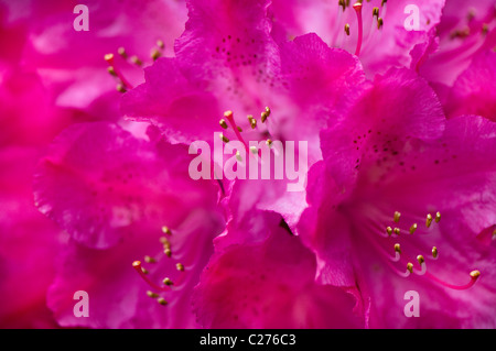 Eine Nahaufnahme von Rhododendron Cynthia AGM Blumen Stockfoto