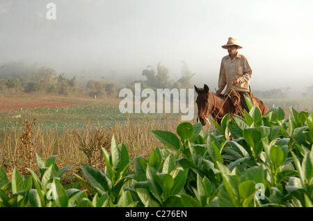 Ansichten und Straßenszenen von Vinales und Vinales Tal-Kuba Stockfoto