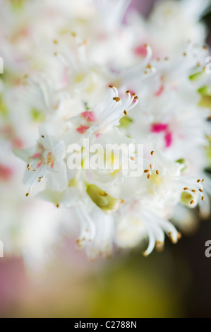 Nahaufnahme / Makro Bild der feinen europäischen Rosskastanie weiß Frühlingsblumen, auch bekannt als Aesculus Hippocastaneum Stockfoto