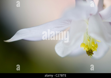 Einzelne weiße Aquilegia Vulgaris Blume - Akelei Stockfoto
