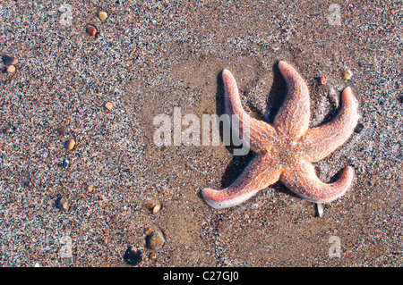 Ein Seestern oder Seestern angespült an einem Strand in Whitby, Großbritannien. Stockfoto