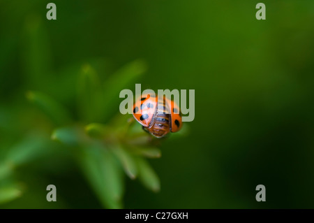 Harlekin-Marienkäfer - Harmonia axyridis Stockfoto