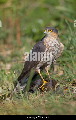 Sperber Accipiter Nisus mit weiblichen Amsel Kill im Garten Stockfoto