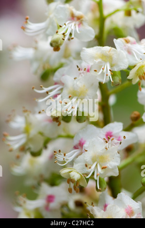 Nahaufnahme / Makro Bild der feinen europäischen Rosskastanie weiß Frühlingsblumen, auch bekannt als Aesculus Hippocastaneum Stockfoto