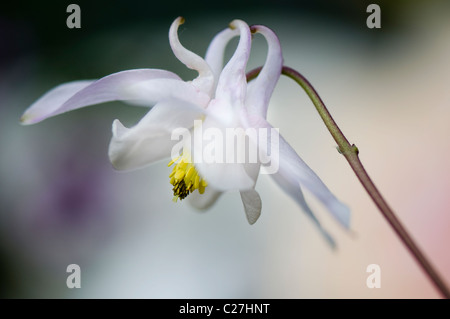 Eine einzelne weiße Aquilegia Vulgaris Blume - Akelei Stockfoto