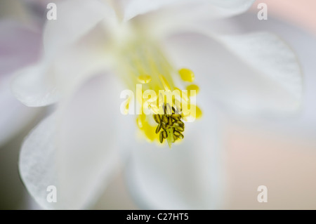 Einzelne weiße Aquilegia Vulgaris Blume - Akelei Stockfoto