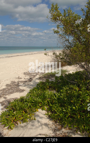 Blick auf Cayo Levisa, Kuba Stockfoto