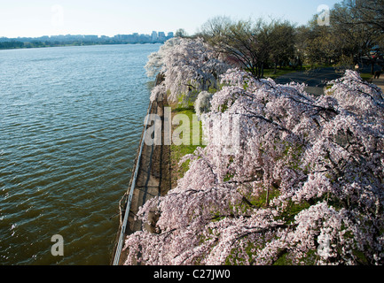 Potomac River und Kirschbäume von oben während der nationalen Kirschblütenfest in Washington, D.C. Stockfoto