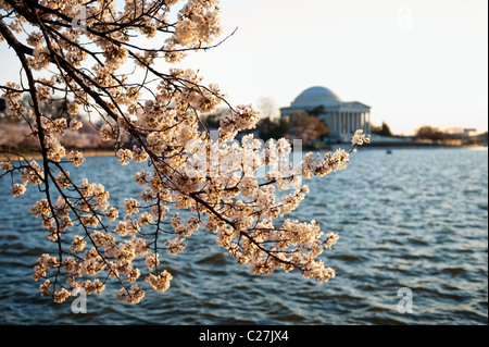 Das Jefferson Memorial und blühenden japanischen Kirschbaum am Tidal Basin in Washington DC. Stockfoto