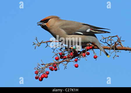 Böhmische Seidenschwanz Vogel Ring Essen Beeren Bombycilla garrulus Stockfoto