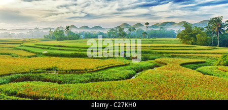 Panorama des Feldes Paddy Reis. Philippinen Stockfoto