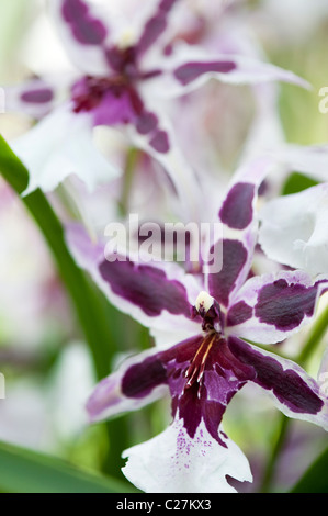 Beallara Peggy Ruth Carpenter Orchidee. Hybrid Beallara Orchidee Blume Stockfoto