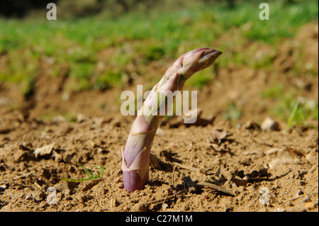 Lila-bestückte englische Spargel Speer sprießen Stockfoto