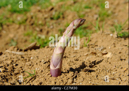 Lila-bestückte englische Spargel Speer sprießen Stockfoto