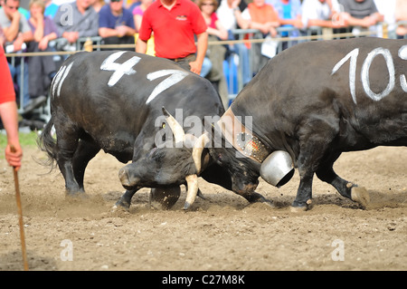 Zwei Kühe stoßen heftig während der Kämpfe Kuh Championships in Raron. 3. April 2010 in Raron, Schweiz Stockfoto