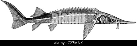 Buchillustration des 19. Jahrhunderts, 9. Auflage (1875) der Encyclopaedia Britannica, der Sterlet entnommen Stockfoto