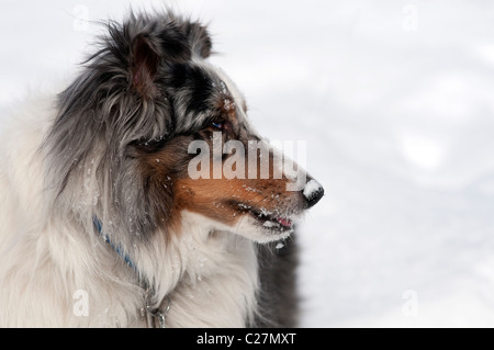 Sheltie oder Shetland Sheepdog. Stockfoto