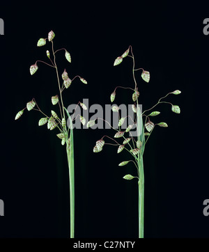 Bebende Grass (Briza Media) Blume Rispen Stockfoto