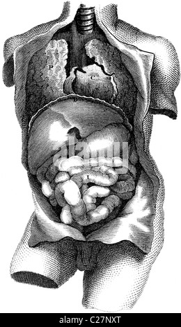 Buchen Sie 19. Jahrhundert Abbildung, 9. Auflage (1875) der Encyclopaedia Britannica, Eingeweide, Brust & Bauch entnommen Stockfoto