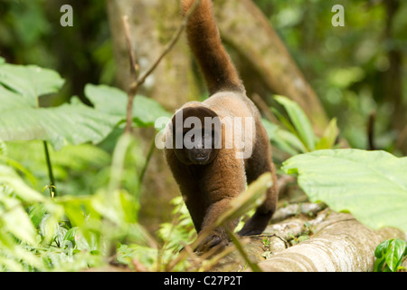 Erwachsene männliche Chorongo in der Ecuadorianischen Se Dschungel wandern in seiner Natur Lebensräume Stockfoto