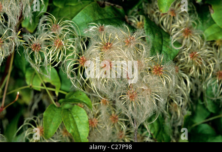 Traveller es Freude, wilde Clematis, Old mans Bart (Clematis Vitalba) Aussaat Kletterer Stockfoto