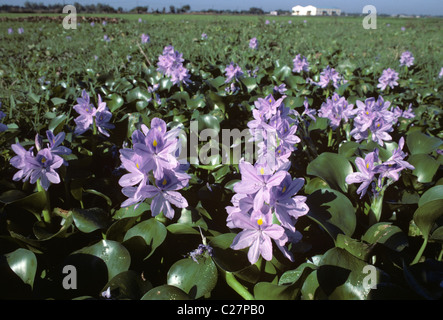 Wasserhyazinthe (Eichhornia Crassipes) Pflanze blüht in einem Reisfeld Stockfoto