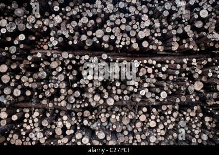 Kiefer ( pinus sylvestris ) log Haufen , Finnland Stockfoto