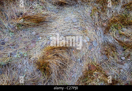 Teilweise gefrorenen Rasen an einem kalten Tag im Herbst Stockfoto