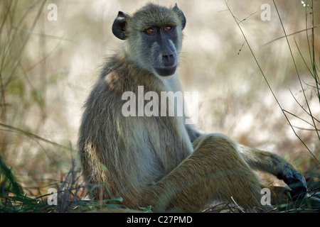 GELBE PAVIAN. (Papio Cynocephalus). SAADANI. TANSANIA Stockfoto