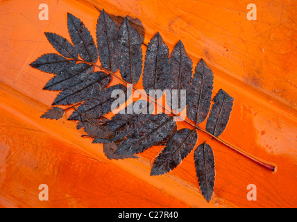Isoliertes, braun gefallenes Eberesche ( sorbus aucubaria ) Blatt auf orangefarbenem Hintergrund im Herbst Stockfoto