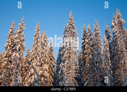 Fichte ( picea abies ) Taiga Wald im Winter , Finnland Stockfoto