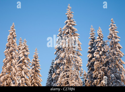 Fichte ( picea abies ) Taiga Wald im Winter , Finnland Stockfoto