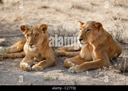 Zwei weibliche Löwen ruhen im Schatten in den Samburu National Reserve, Kenia Stockfoto